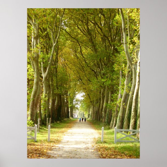 Avenue of Trees Poster (Front)