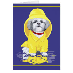 Averses d'avril de Shih Tzu