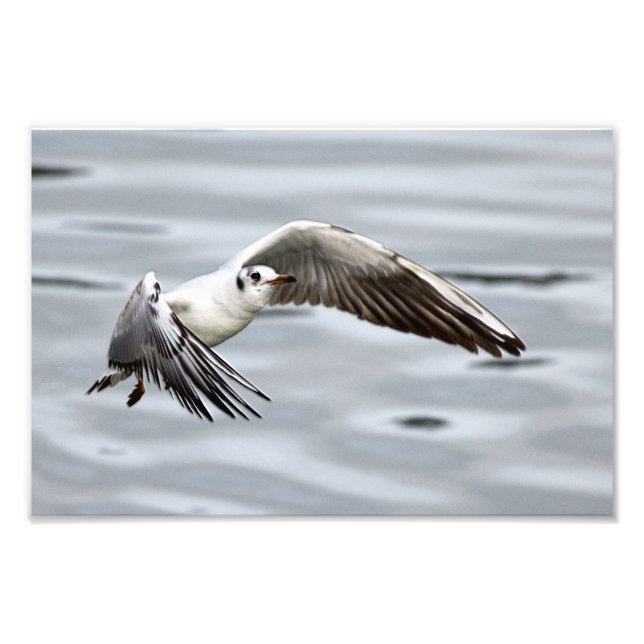 Avian Flight of the Seagull Photo Print (Front)