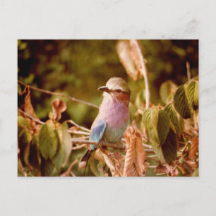 Aviary Postcard