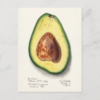 Avocado (Persa) Fruit Watercolor Painting