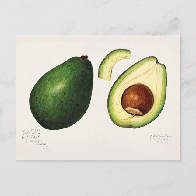 Avocado (Persea) Fruit Watercolor Painting Postcard (Front)