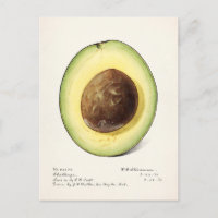 Avocado (Persea) Fruit Watercolor Painting