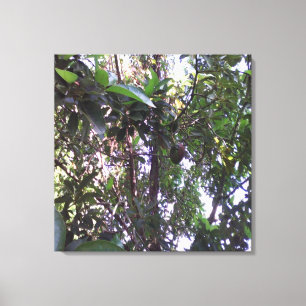 Avocado Tree Canvas Print