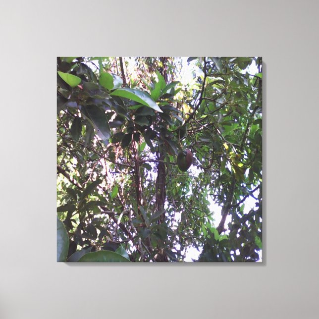 Avocado Tree Canvas Print (Front)