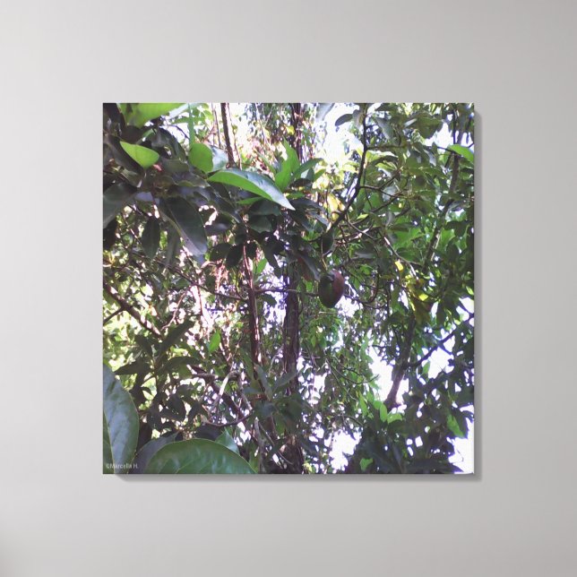 Avocado Tree - Olive green trim Canvas Print (Front)