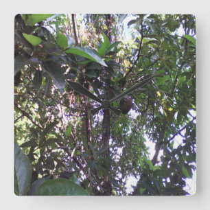Avocado Tree Square Wall Clock