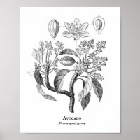 Avocado Vintage Botanical Illustration