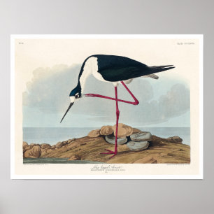 Avocet à pattes longues par Audubon Poster
