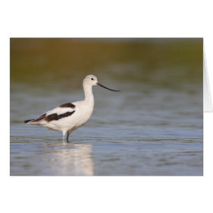 Avocet américain blanc