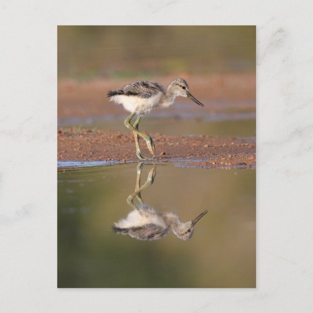 Avocet chick postcard (Front)