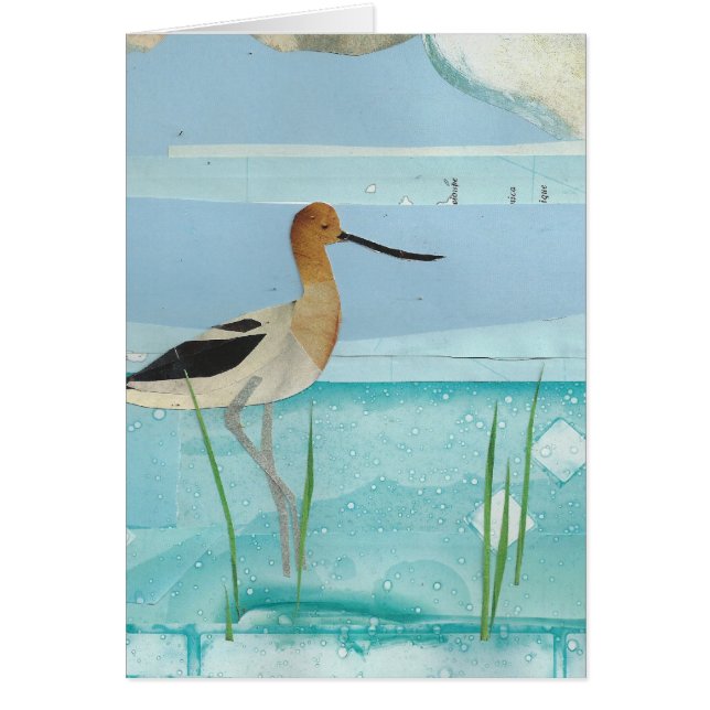 Avocette américaine (Devant)