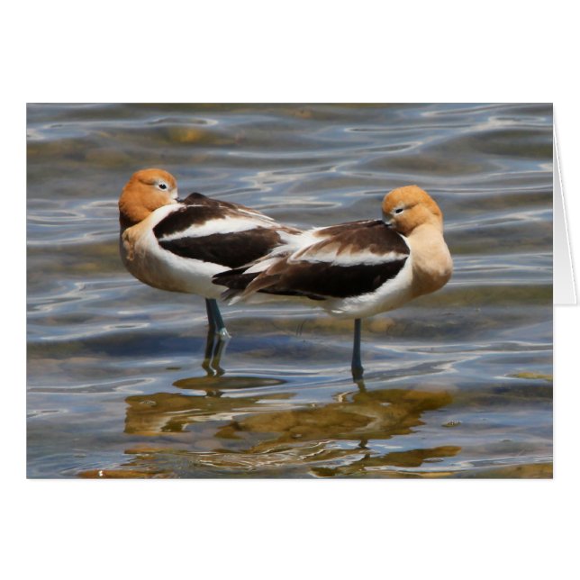 Avocette américaine (Devant horizontal)
