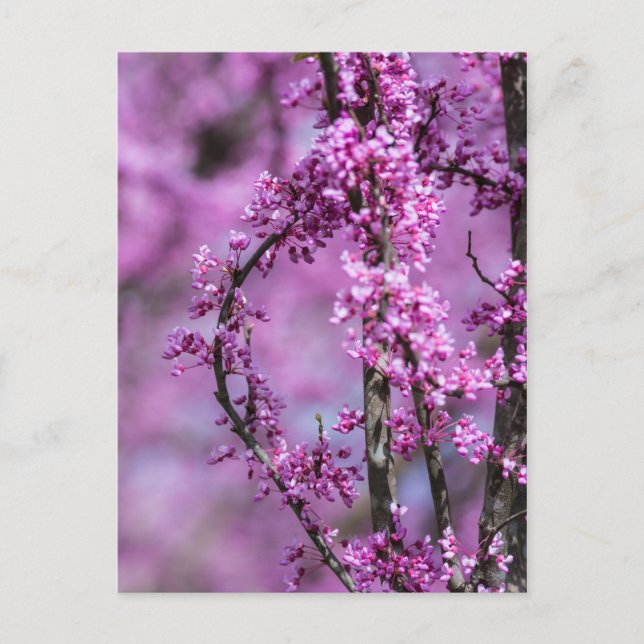 Avondale Redbud Art Postcard (Front)