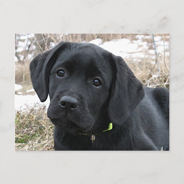 Awaiting Spring - Labrador Puppy - Black Lab Postcard (Front)