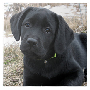 Awaiting Spring - Labrador Puppy - Black Lab Tile
