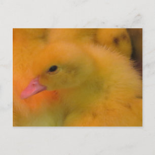 Awakened Duckling Postcard