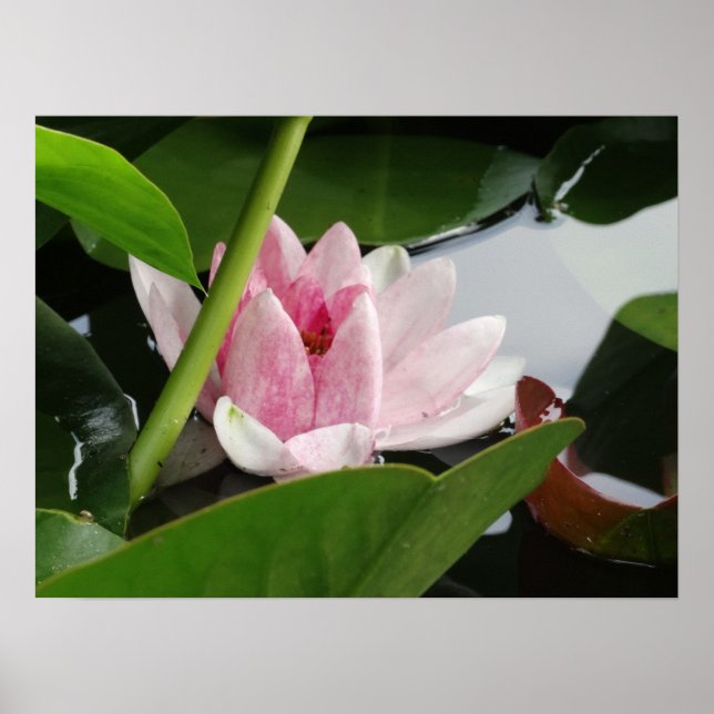 Awakening Photography Poster (Front)