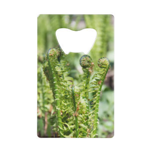 Awakening young fern in the garden credit card bottle opener