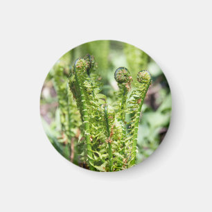Awakening young fern in the garden  magnet