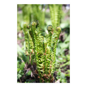 Awakening young fern in the garden  photo print