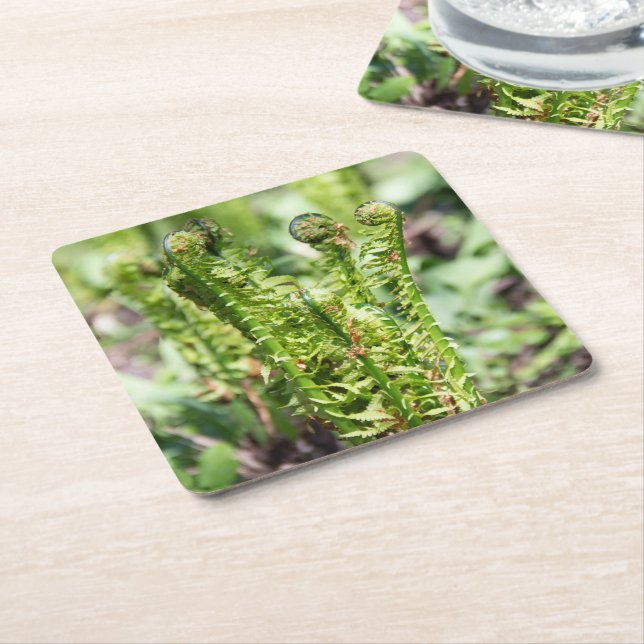 Awakening young fern in the garden square paper coaster (Angled)