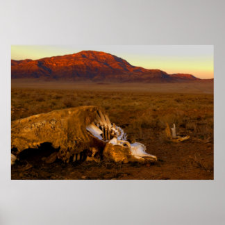 Awesome Dead Cow at Sunset Poster