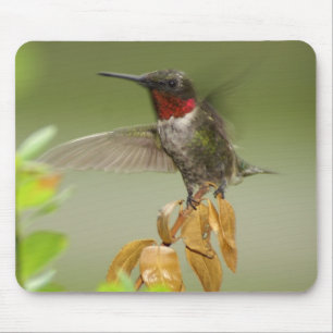 Awesome hummingbird mouse pad