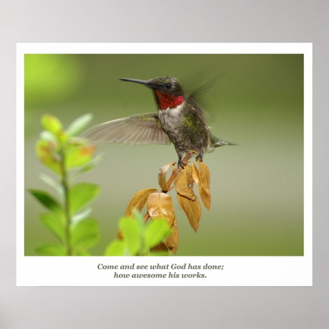 Awesome Hummingbird Poster (Front)