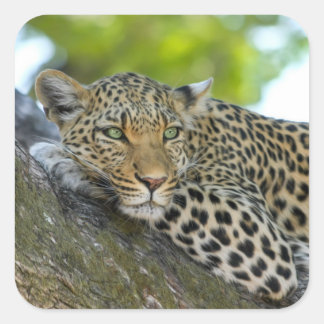 Awesome Leopard Square Sticker