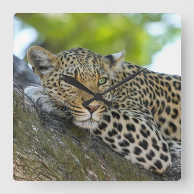 Awesome Leopard Square Wall Clock (Front)