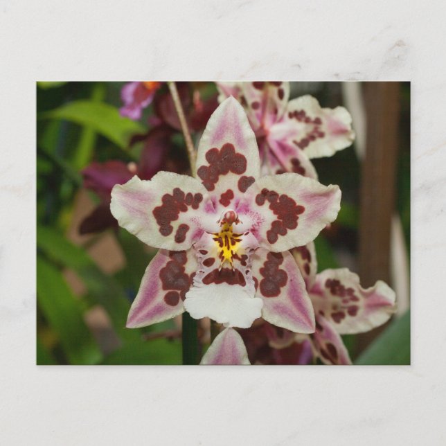 Awesome Multicolored Phalaenopsis Orchid Postcard (Front)