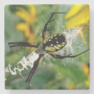 Awesome Photo Orb Spider in Web Stone Coaster