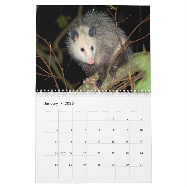 Awesome Possum Wall Calendar (Jan 2026)