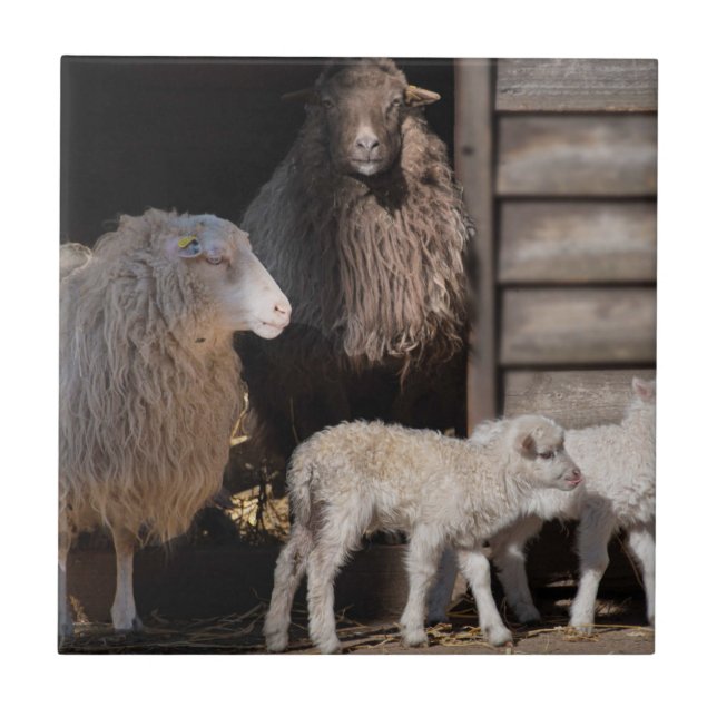 Awesome Sheep with Lambs Animal Photograph Tile (Front)