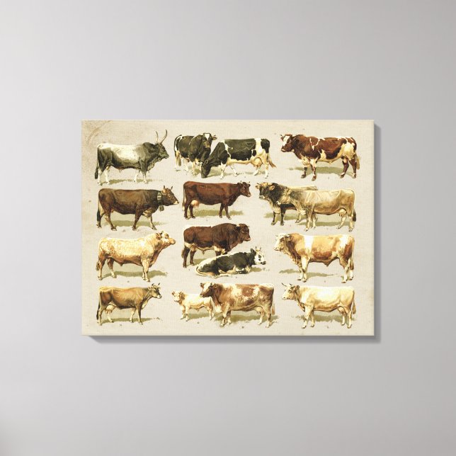 Awesome vintage farmhouse coloured cattle chart! canvas print (Front)