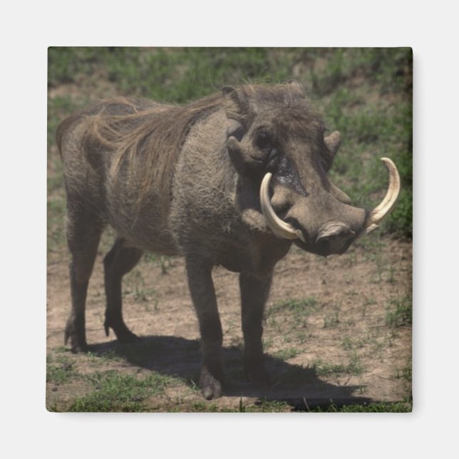 Awesome Warthog Magnet (Front)