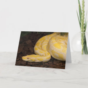 Awesome Yellow Burmese Python Card