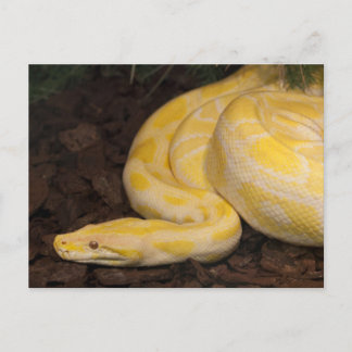 Awesome Yellow Burmese Python Postcard