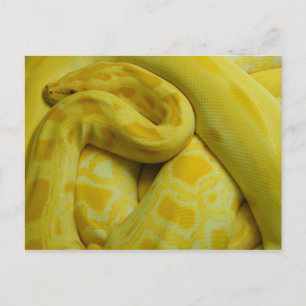 Awesome Yellow Burmese Python Postcard