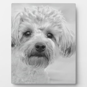 Awesome Yorkie Poo in Sepia Tones Plaque