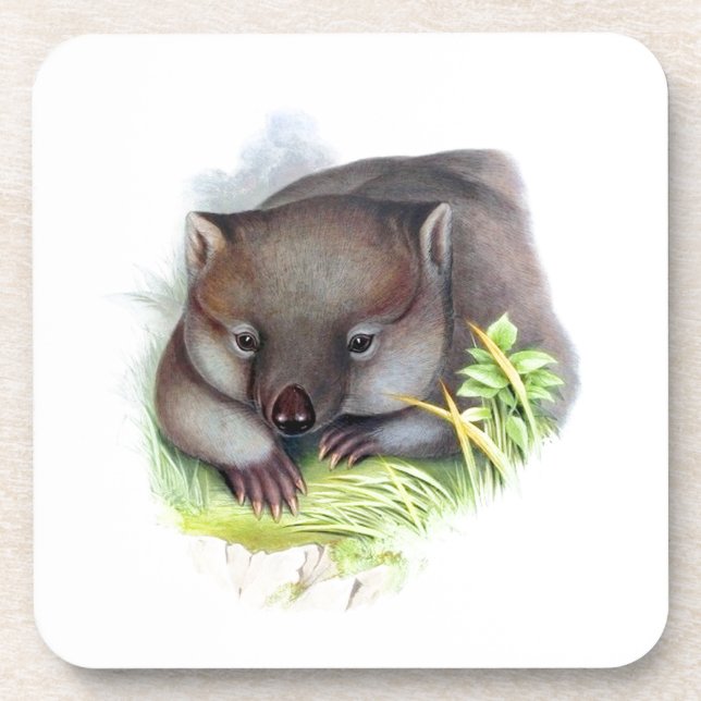 Awesomely cute Australian animal wombat vintage Coaster (Front)