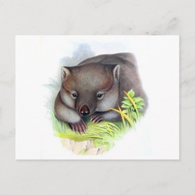 Awesomely cute Australian animal wombat vintage Postcard (Front)