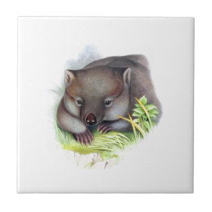 Awesomely cute Australian animal wombat vintage Tile