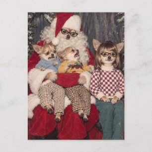 Awkward Chihuahua Christmas Photo with Santa Postcard