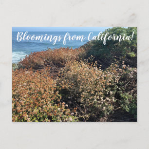 aWorld2Celebrate: Bloomings from California! Postcard