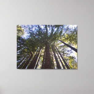 aWorld2Celebrate: Redwood Blues Canvas Print