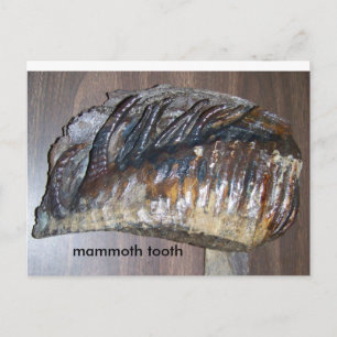 awsome tooth, mammoth tooth postcard