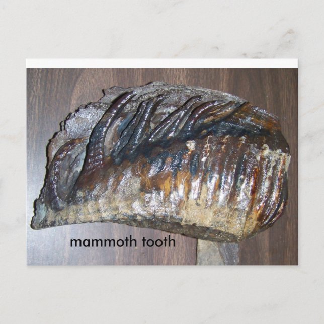 awsome tooth, mammoth tooth postcard (Front)