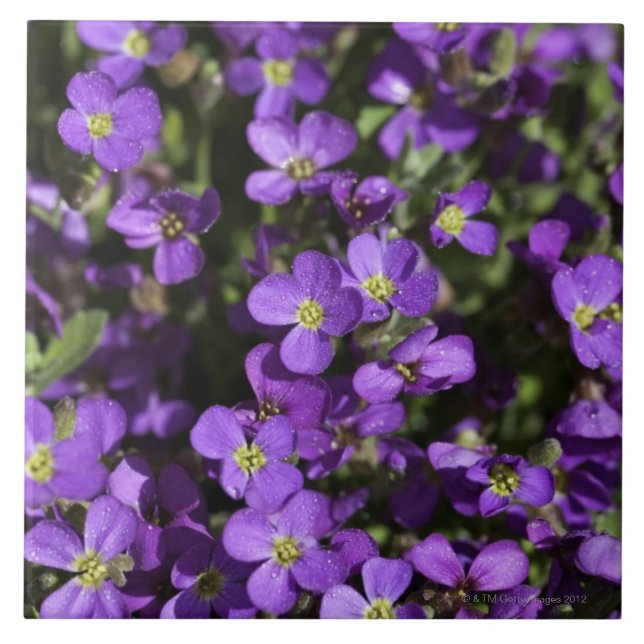 'Axcent Lilac' (Aubrieta hybrid) Tile (Front)